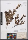 Foto von Salix aurita L. x Salix cinerea L.
